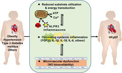 Mimicking Metabolic Disturbance in Establishing Animal Models of Heart Failure With Preserved Ejection Fraction